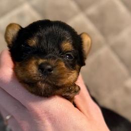 Little Lottie AKC - Black and tan female Yorkshire Terrier puppy in Hope, Indiana from DJ Yorkies