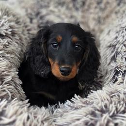 Luther 3200dollars - Black and tan male Dachshund puppy in Crystal, Michigan from Mare-bella Dachshunds