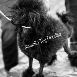 Pierre - Poodle