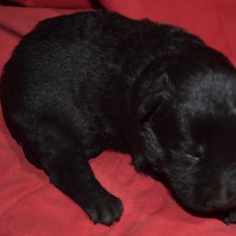 German Shepherd Puppies from Kraften K9