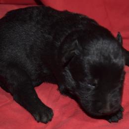 German Shepherd Puppies from Kraften K9