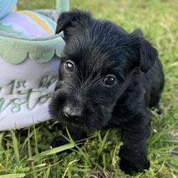Girl 3 - Black female Scottish Terrier puppy in Scurry, Texas from Starlight Scotties of Texas