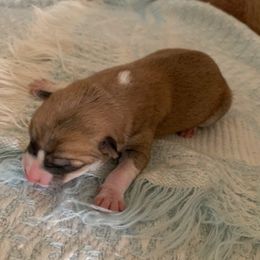 Beagles and Shiba Inu from JDCFARMS