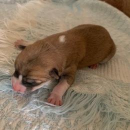 Beagles and Shiba Inu from JDCFARMS