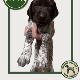 Rocky - Liver and white female German Shorthaired Pointer puppy in Dallas, Texas from Lonestar Shorthairs