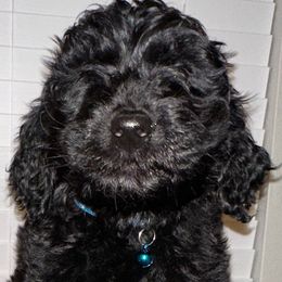Phoebe - Black Goldendoodle puppy in Kissimmee, Florida from Pawplar Goldens