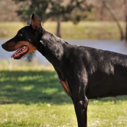 Nika - Doberman Pinscher