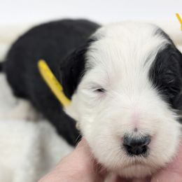 Yara - Sheepadoodle puppy from Ohio Valley Sheepadoodles