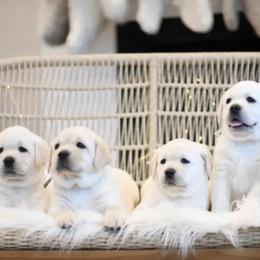 Labrador Retriever Puppies from ROCK CREEK LABRADORS