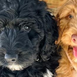 Aussiedoodles, Bernedoodles, Goldendoodles, and Poodles from Kingsfield Doodles