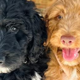 Aussiedoodles, Bernedoodles, Goldendoodles, and Poodles from Kingsfield Doodles