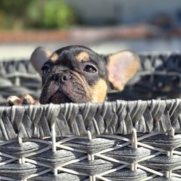 French Bulldog Puppies from County Of Orange Frenchie Family