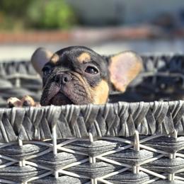 French Bulldog Puppies from County Of Orange Frenchie Family