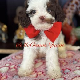 Terry - Tri-color male Cavapoo puppy in Hesperia, California from McCraws N Paws