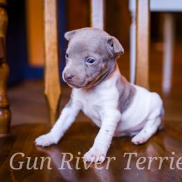 Pearl boy - White and blue fawn male Rat Terrier puppy in Allegan, Michigan from Gun River Terriers