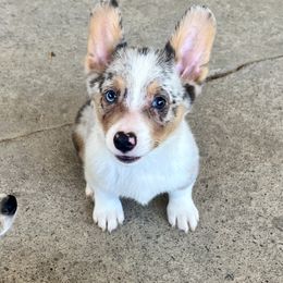 Merle boy - Blue merle and white male American Corgi puppy in Clinton, Tennessee from High Hopes Hounds