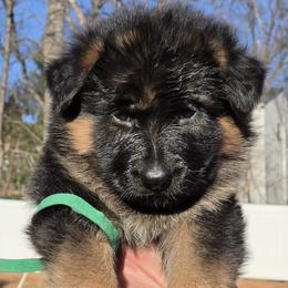 Channel - Black and red female German Shepherd puppy in Bridgewater, New Jersey from Hamza's German Shepherds