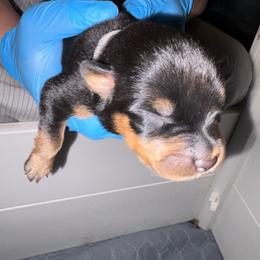 Pink girl - Black and mahogany female Rottweiler puppy in Colorado Springs, Colorado from Von Locher Rotties