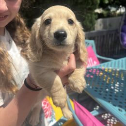 Freddie - Cream male Dachshund puppy in Marion, Iowa from Dixon Dachshunds