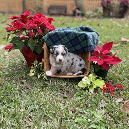 Boy 1 - Blue merle Australian Shepherd puppy in Dover, Florida from Log House Farm Aussies