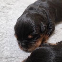 Boy 1 - Black and tan male Rottweiler puppy in Stanton, Kentucky from Vom Hause Alistair