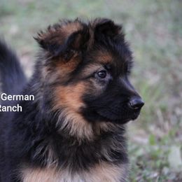 German Shepherd Puppies from Big Red Texas German Shepherds Ranch
