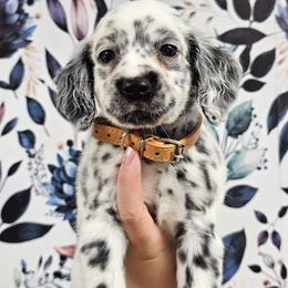 CD - White and black female Dalmatian puppy in Gray, Georgia from Fuller Spots