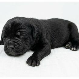 Girl 6 - Black female Cane Corso puppy in Haslet, Texas from Trained To Go Corso Kennels (T.T.G. Corso Kennels)