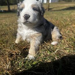 Australian Shepherd Puppies from Hamilton Farms