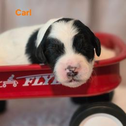 Carl - Black and white male Bernedoodle puppy in Summerville, South Carolina from Channys Doodles