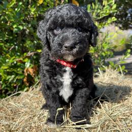 Red - Black and white female Sheepadoodle puppy in Archer, Florida from Gainesville Sheepadoodles
