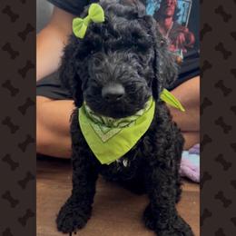 Lime - Black male Goldendoodle puppy in Salem, Oregon from Capital Doodles