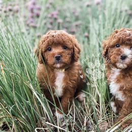Cavapoo and Poodle Puppies from Freckle Paw Poodles