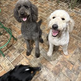 Goldendoodle All Grown Up from Spring Prairie Doodles