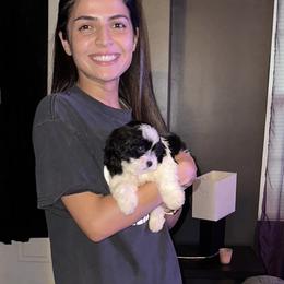 Shihpoo Puppies from Dws_kennelservices