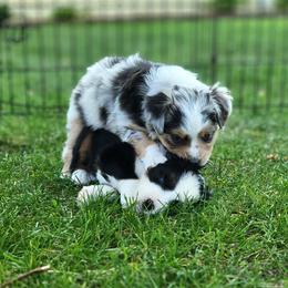 Miniature Australian Shepherd and Toy Australian Shepherd Puppies from Son Shine Farm