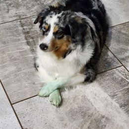 Elli - Miniature Australian Shepherd