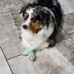Elli - Miniature Australian Shepherd