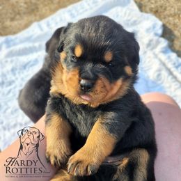 Rottweiler Puppies from Hardy Rotties