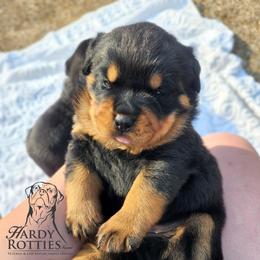 Rottweiler Puppies from Hardy Rotties