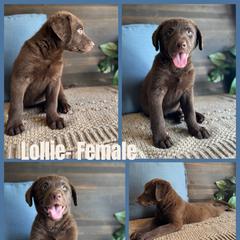 Chesapeake Bay Retriever and German Shorthaired Pointer Puppies from North Wind Gundogs