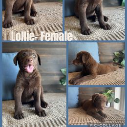 Chesapeake Bay Retriever and German Shorthaired Pointer Puppies from North Wind Gundogs