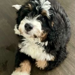 Mavy - Bernedoodle