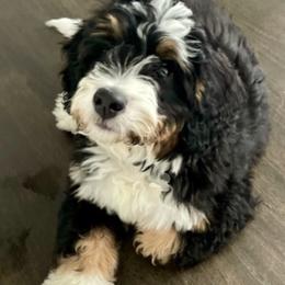 Mavy - Bernedoodle
