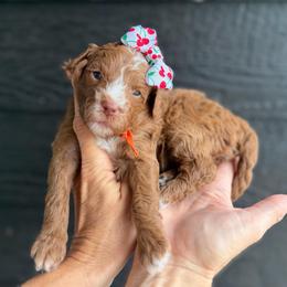 Fanta - Red  female Goldendoodle puppy in Macon County, North Carolina from Mountain Doodles