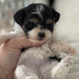 Maltipoo, Poodle, and Yorkipoo Puppies from Doodle Pups Fur-Ever