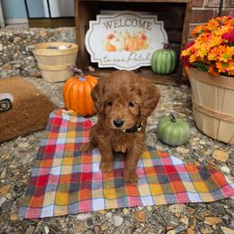 Yellow - Apricot male Goldendoodle puppy in Little Rock, Arkansas from Adorable Mini Doodles LLC