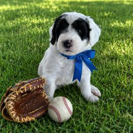 Bobby - Black and white male Sheepadoodle puppy in Leeton, Missouri from Jane's Sheepadoodles