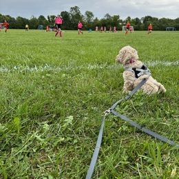 Goldendoodle Puppies from Lykeable Farms