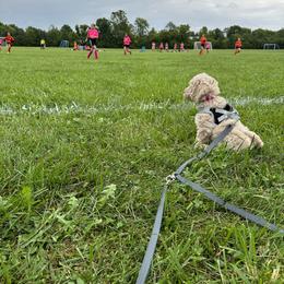 Goldendoodle Puppies from Lykeable Farms